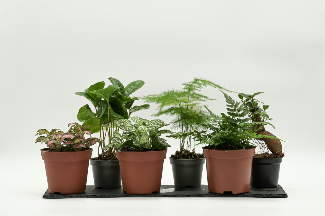 Ideale Pflanzen für Flaschengarten