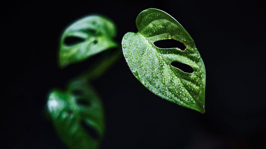 Wissen über Monstera Pflanzen.