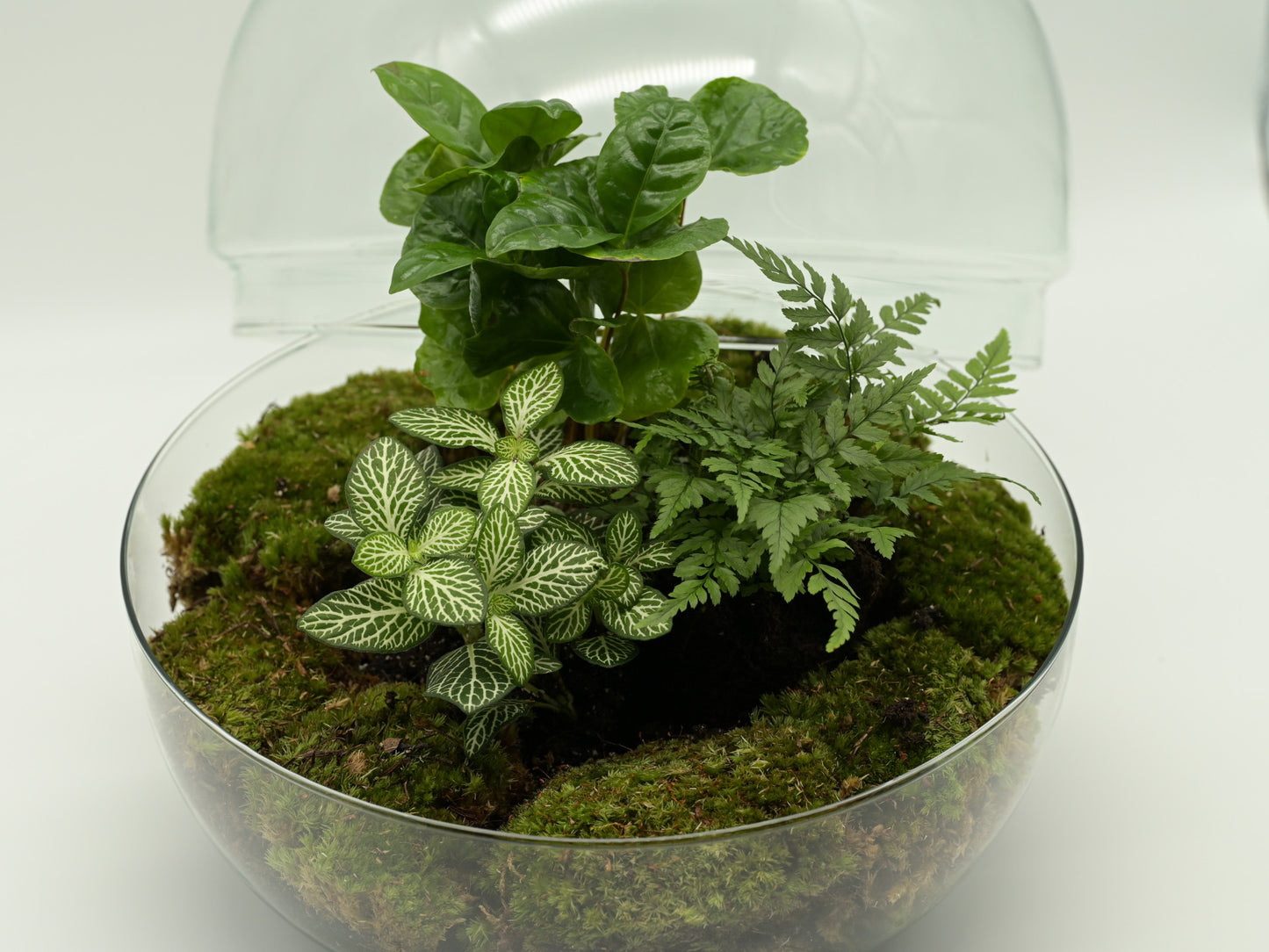 Flaschengarten "Ole XL" Jungle Set - Pflanzen im Glas ↥30 cm / ⌀30 cm