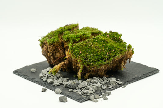Flaschengarten Moos | Vulkan-Steine | Erde XL Set - Zum Nachfüllen und Neuanpflanzen