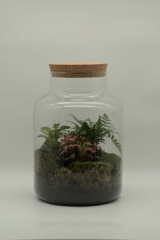 Flaschengarten "Alma XL" Set - Ökosystem im Glas