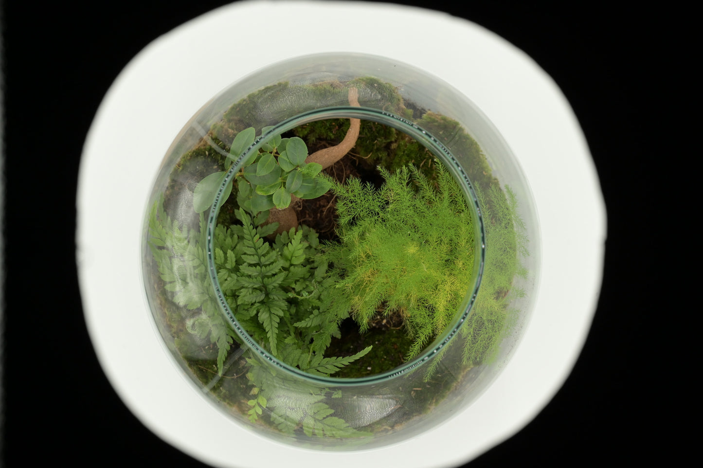 Flaschengarten "Alma XL" Set - Ökosystem im Glas