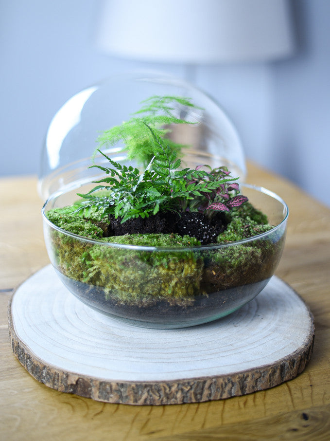 Flaschengarten "Ole XL" Jungle Set - Pflanzen im Glas ↥30 cm / ⌀30 cm