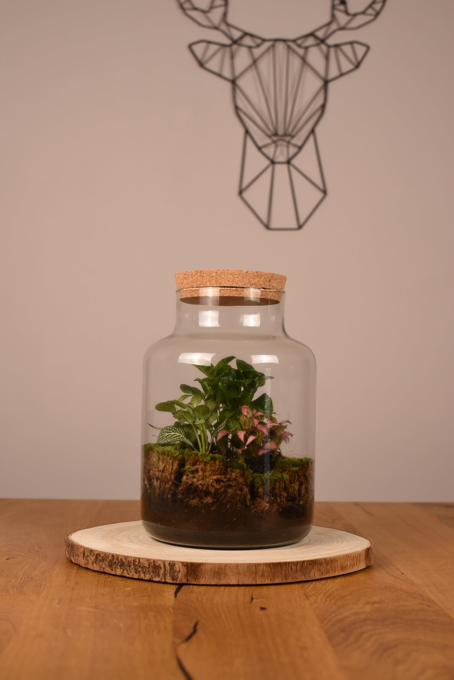 Flaschengarten "Alma XL" Set - Ökosystem im Glas