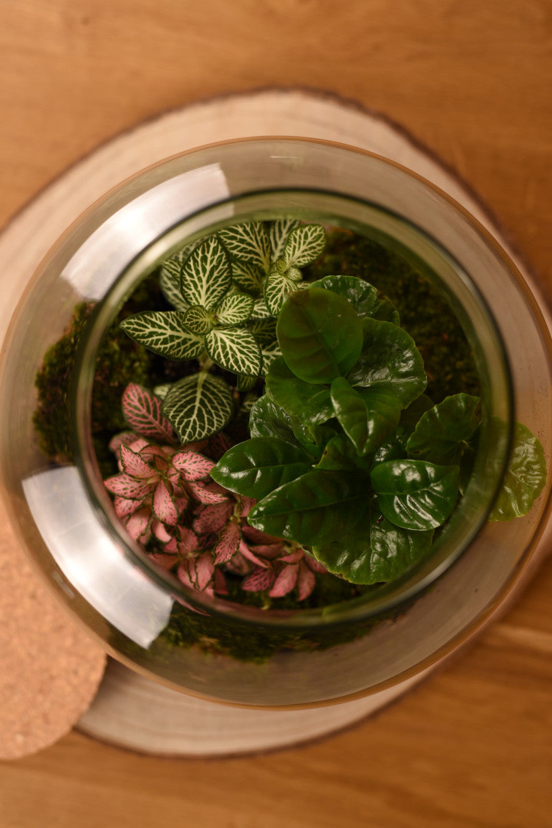 Flaschengarten "Alma XL" Set - Ökosystem im Glas