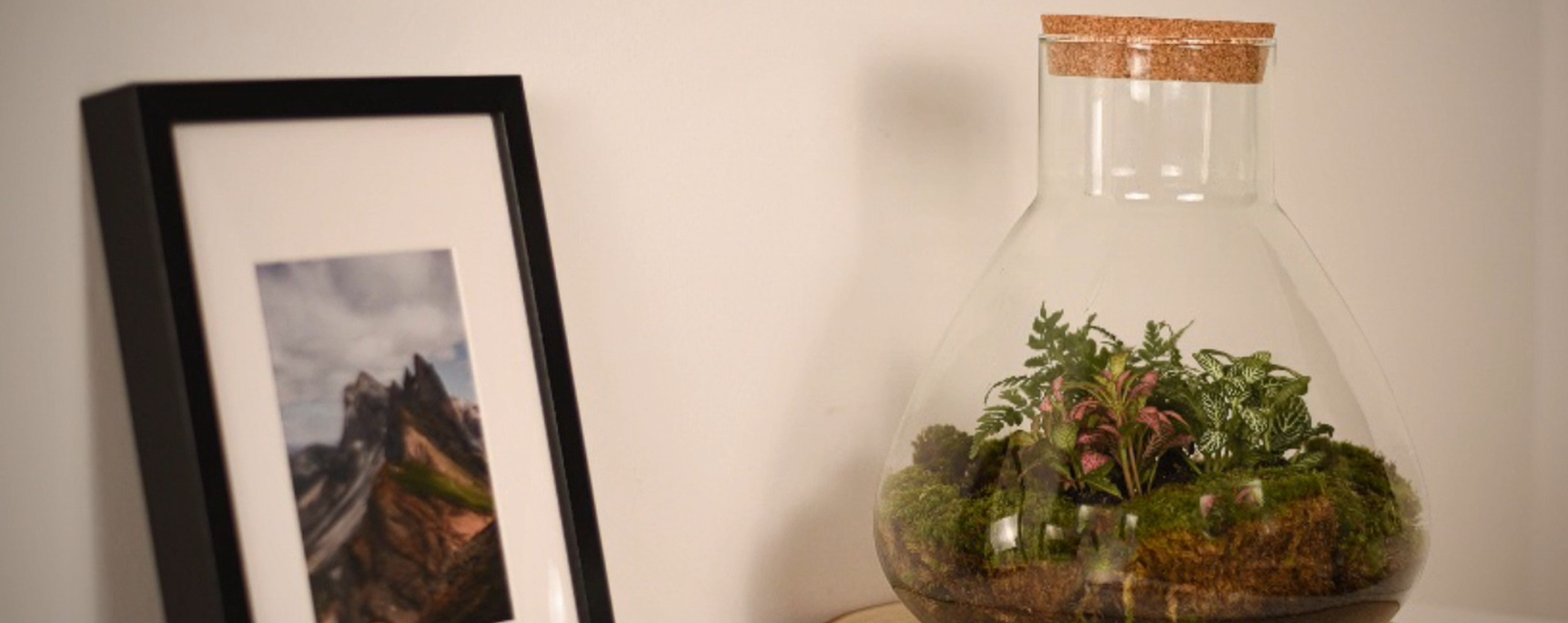 Flaschengarten Onlineshop. Pflanzen im Glas zu top Preisen mit kostenlosem Versand