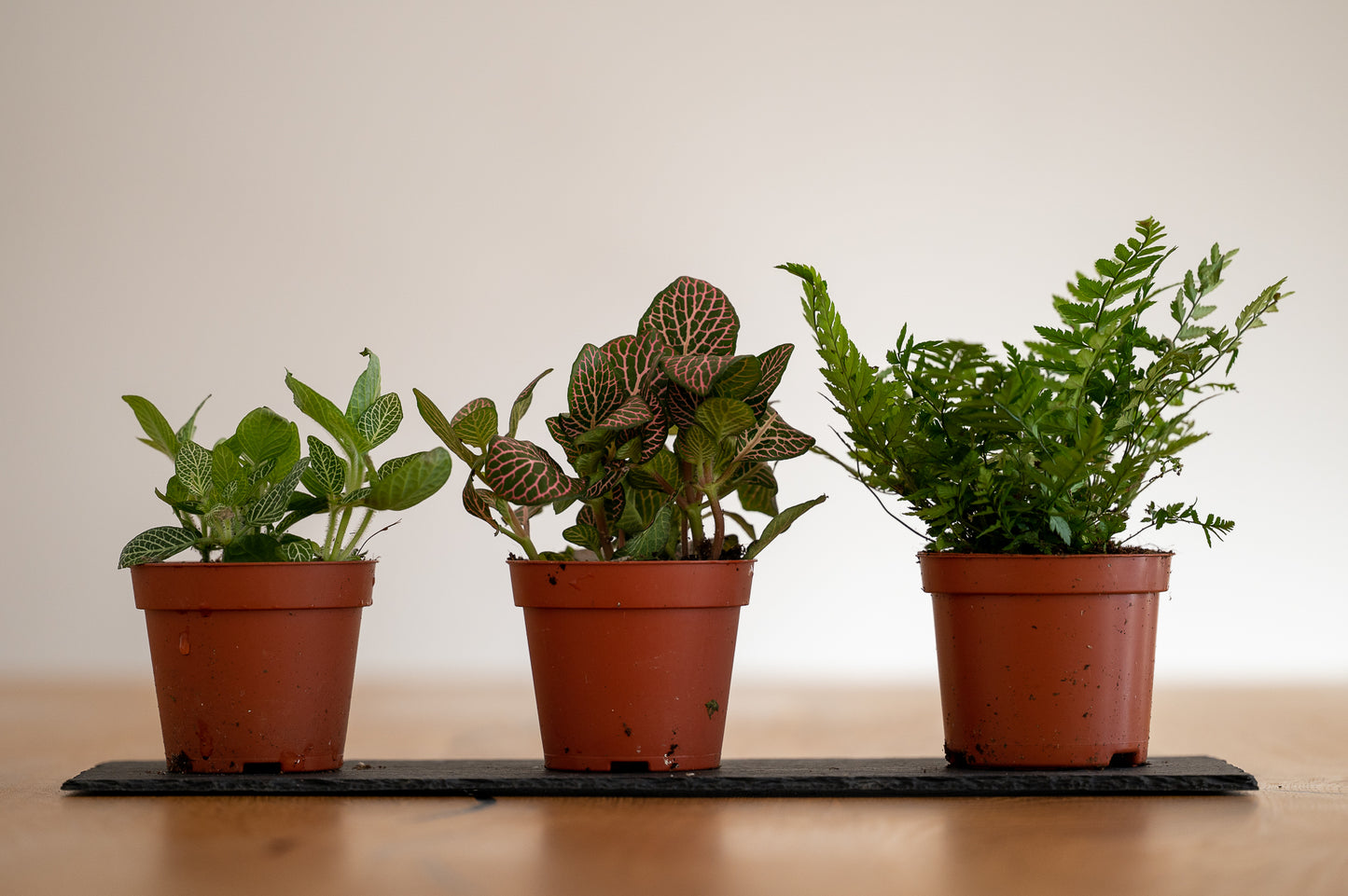 Flaschengarten Pflanzen-Set Forest XL - Zum Nachfüllen und Neuanpflanzen Ø 8,5 cm Töpfe
