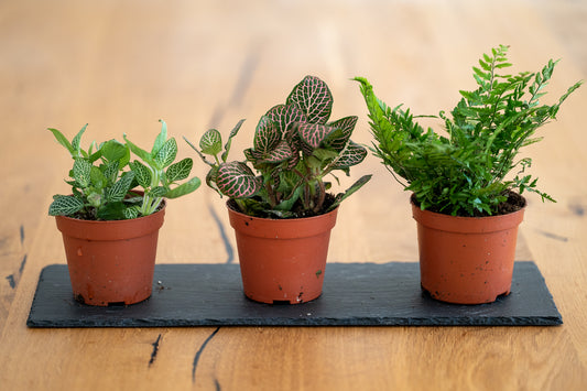 Fles Tuinplantenset Jungle XL - Voor het bijvullen en verplanten van Ø 8,5 cm potten