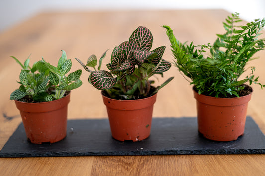 Flaschengarten Pflanzen-Set Forest XL - Zum Nachfüllen und Neuanpflanzen Ø 8,5 cm Töpfe