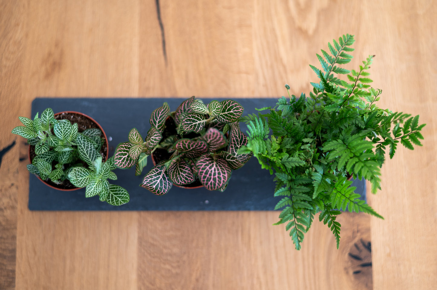 Flaschengarten Pflanzen-Set Forest XL - Zum Nachfüllen und Neuanpflanzen Ø 8,5 cm Töpfe