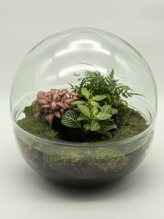 Flaschengarten "Ole XL" Jungle Set - Pflanzen im Glas ↥30 cm / ⌀30 cm