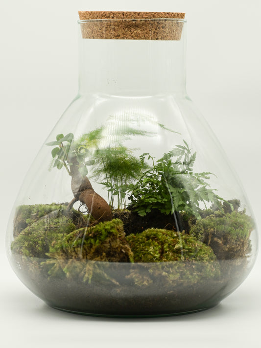 Flaschengarten "Elly XL Ficus " Set - Pflanzen Ökosystem im Glas ↥35 cm / ⌀29 cm