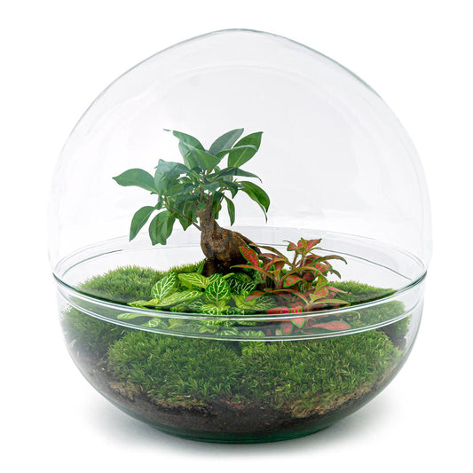 Dome Bonsai Flaschengarten im Glas ↕30cm / ⌀30Cm