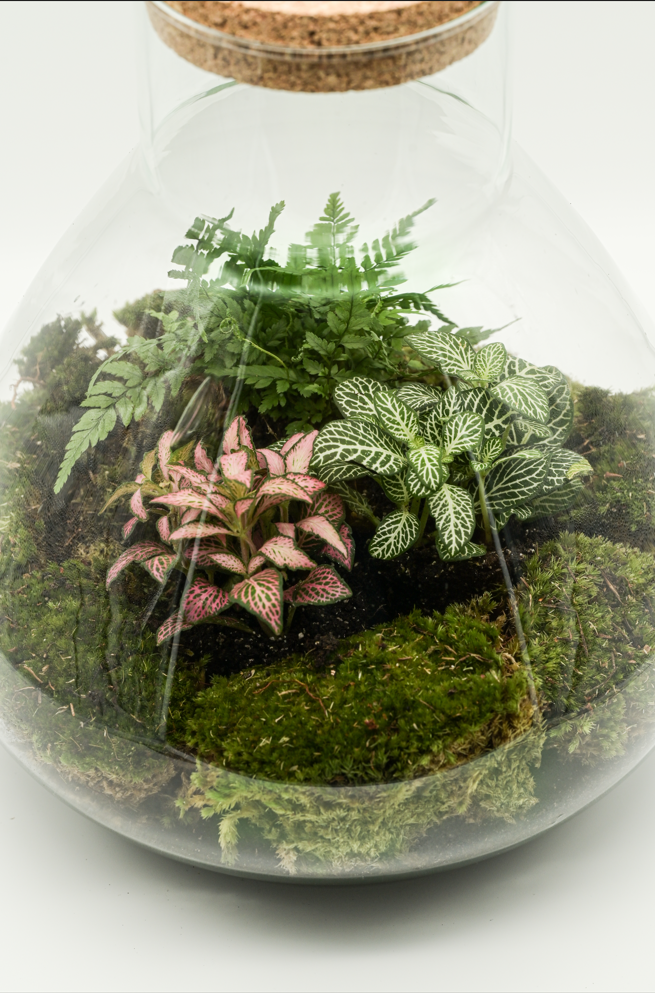 Flaschengarten "Elly XL" Jungle Set - Pflanzen Ökosystem im Glas ↥35 cm / ⌀29 cm