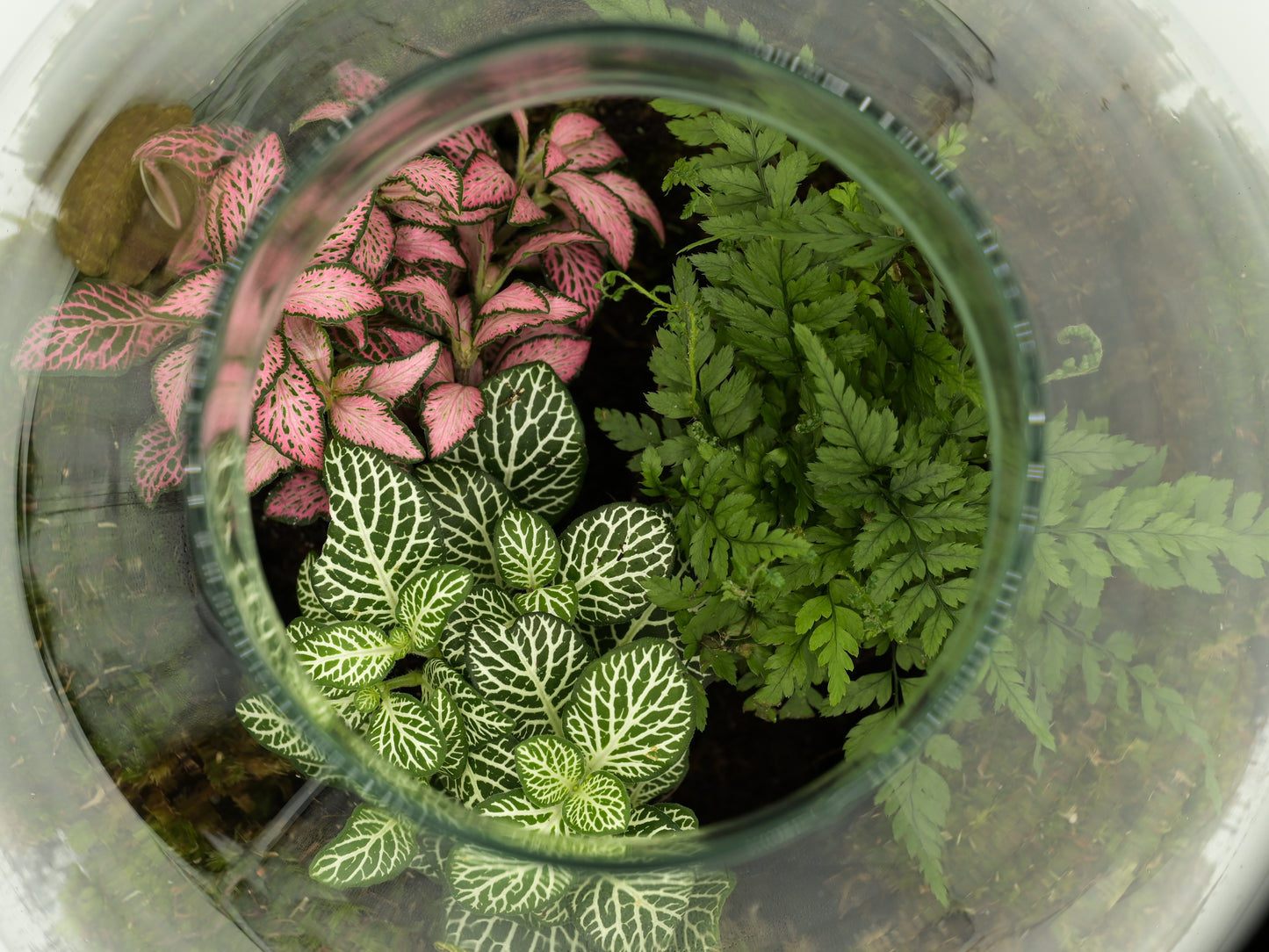 Flaschengarten "Elly XL" Jungle Set - Pflanzen Ökosystem im Glas ↥35 cm / ⌀29 cm