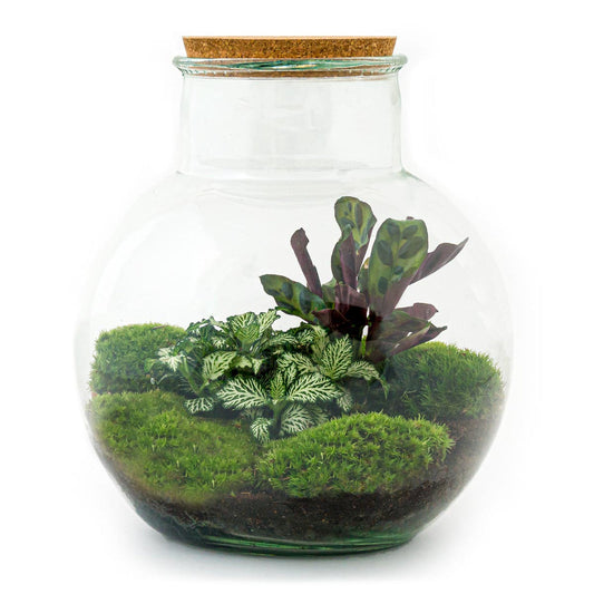 Teddy Flaschengarten im Glas botanische Pflanzen ↕27cm / ⌀25Cm