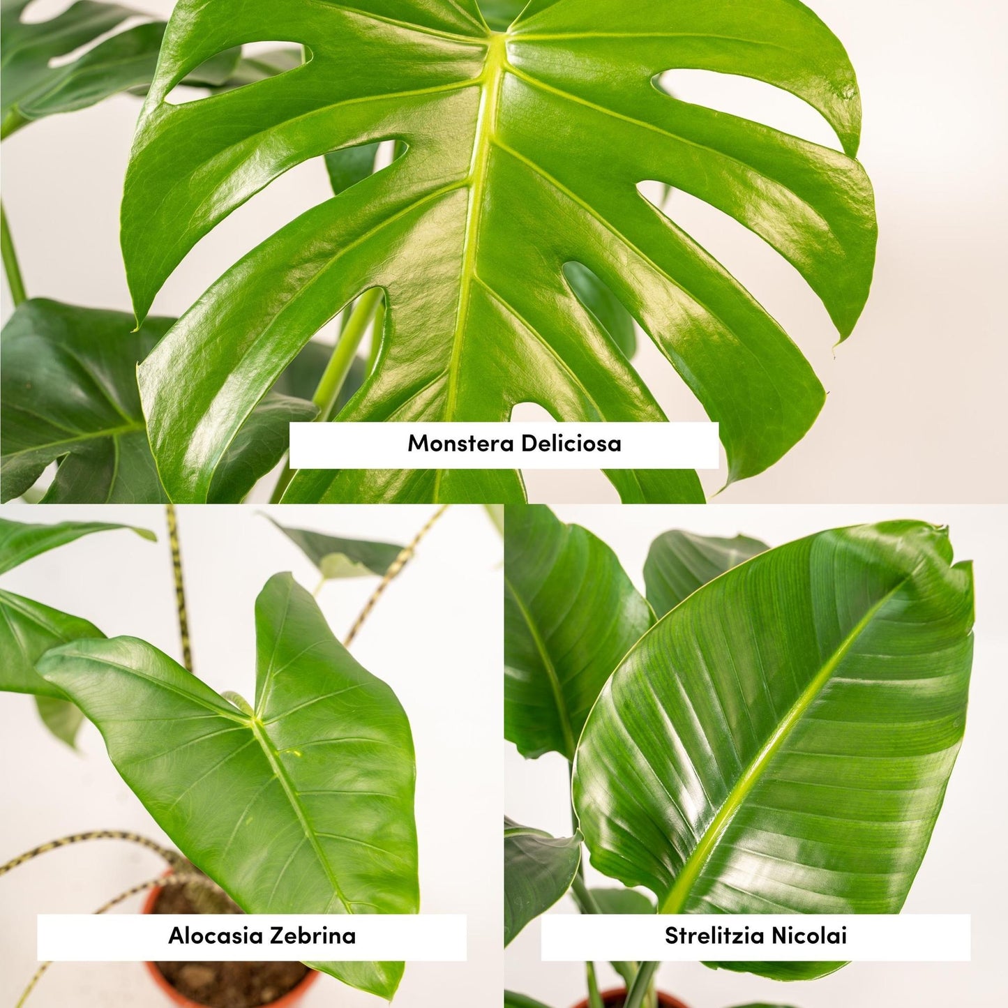 Monstera Deliciosa - ↨75cm,Ø21cm - Alocasia Zebrina - ↨75cm,Ø19cm - Strelitzia Nicolai - ↨85cm,Ø19cm