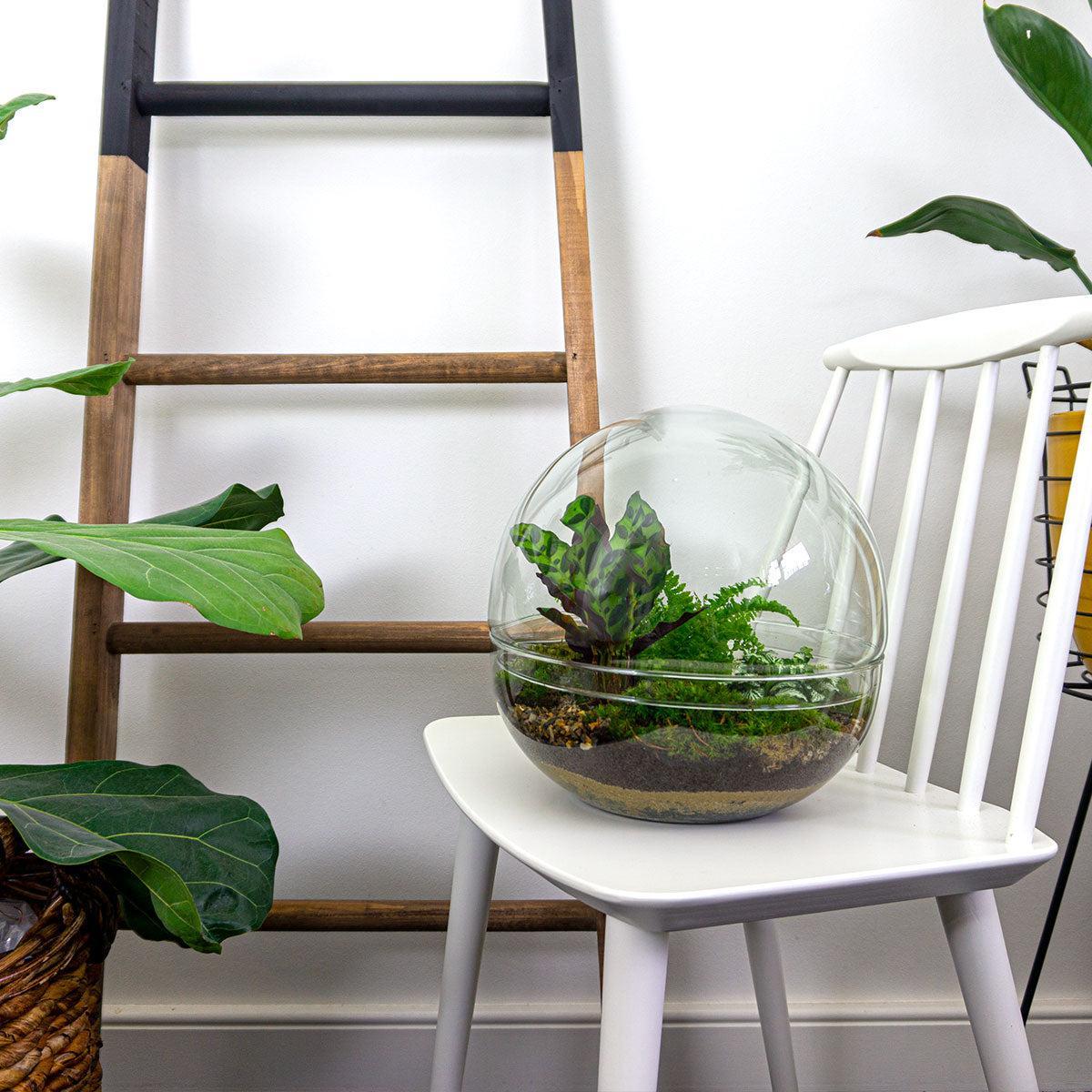 Dome Flaschengarten im Glas ↕30cm / ⌀30Cm