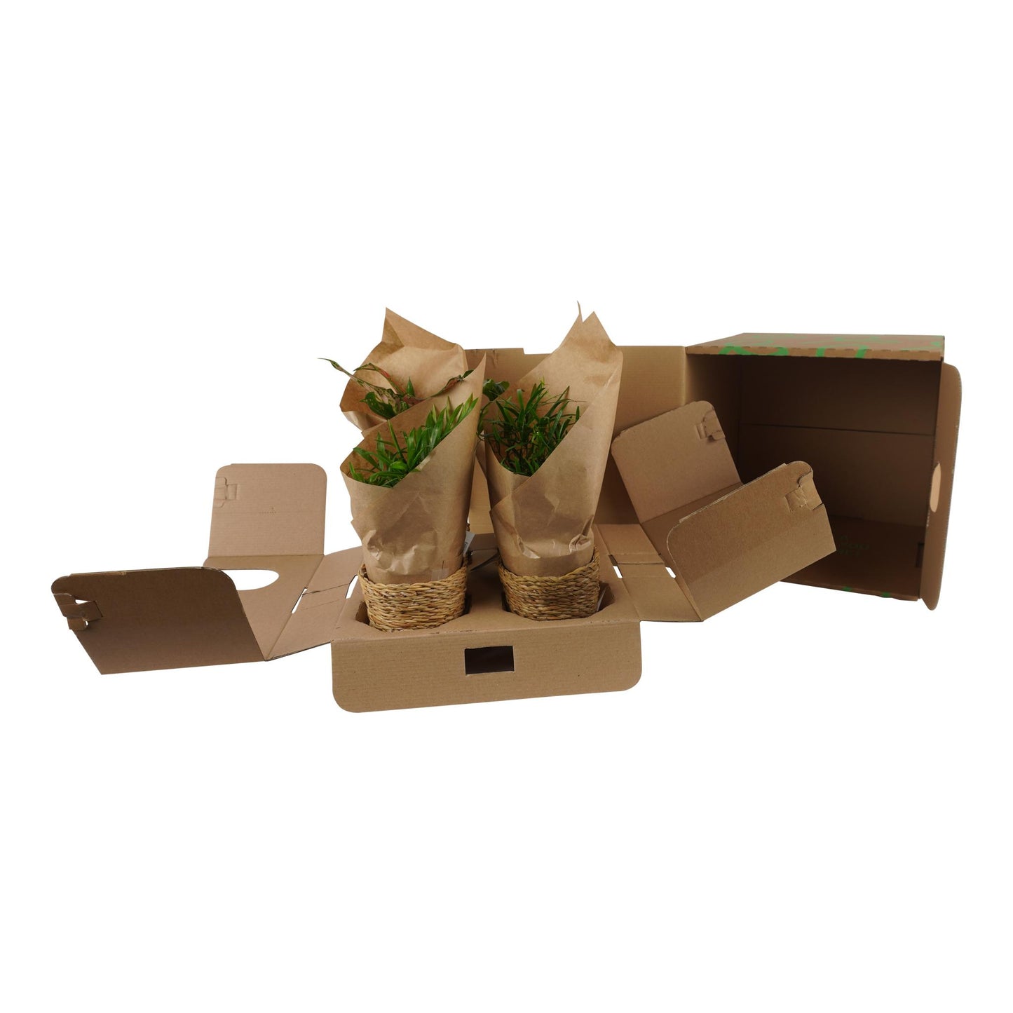 OUR FRIENDS | 4er Pflanzenpaket - Chamadorea Elegans, Coffea Arabica, , Monstera Deliciosa - 30 cm hoch - Kleine Kamerapflanze + Seegraskorb