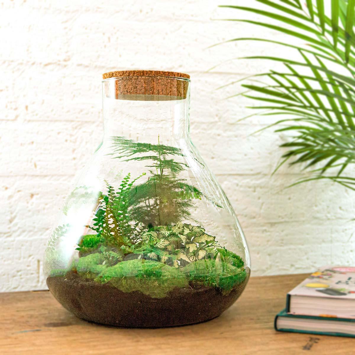 Flaschengarten Ökosystem: Pflanzen im Glas Sam XL ↑35cm / ⌀30cm