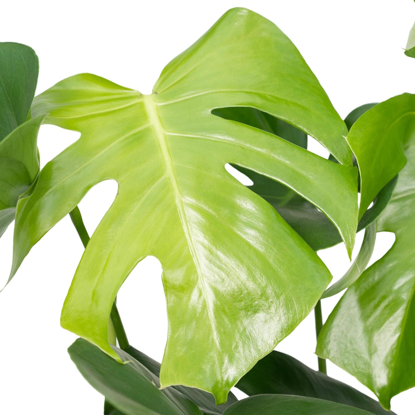 Monstera Deliciosa - Lochpflanze - 60cm - Ø19