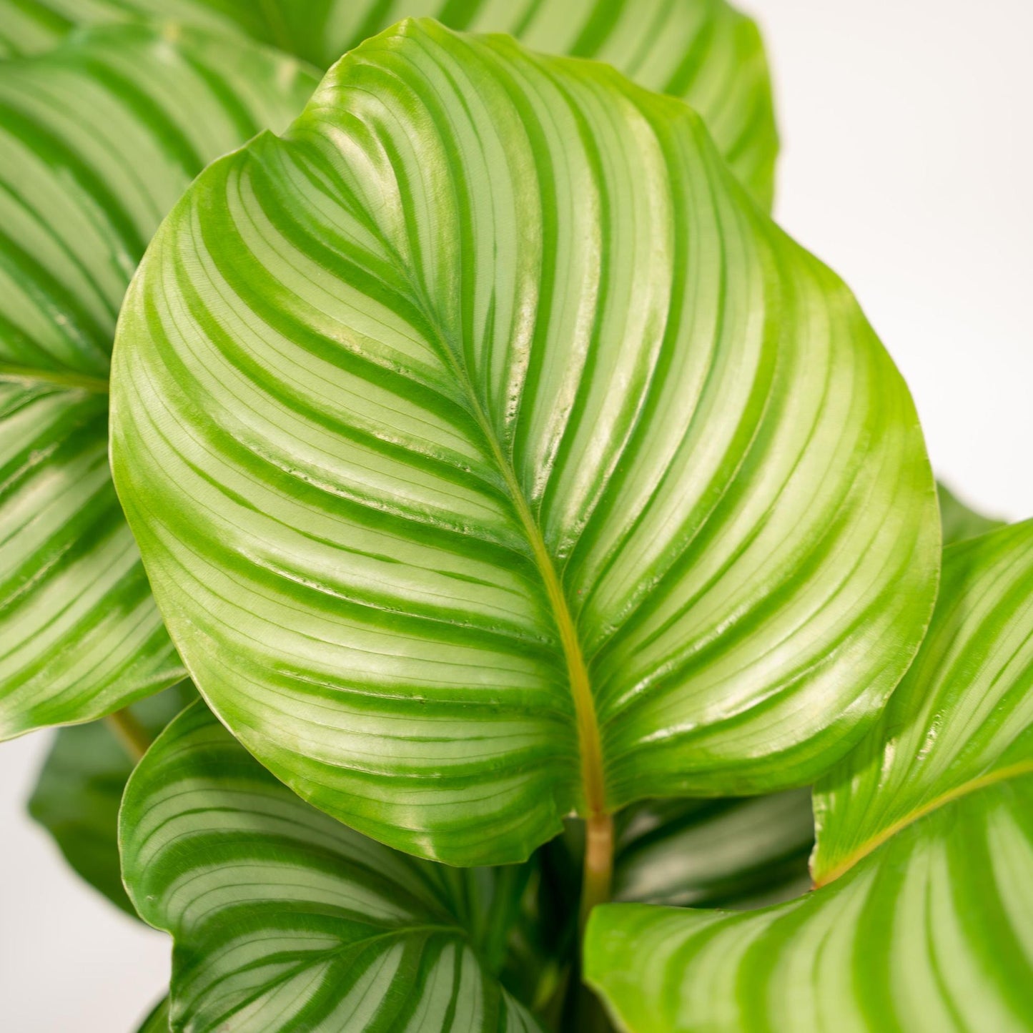 Calathea Orbifolia mit Korb - 65-75cm hoch, ø19cm - Zimmerpflanze - Schattenpflanze - Luftreinigend - Frisch aus der Gärtnerei
