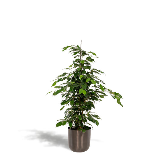 Ficus benjamina Danielle + Pot Mayk Lead - ↨95cm - Ø21cm
