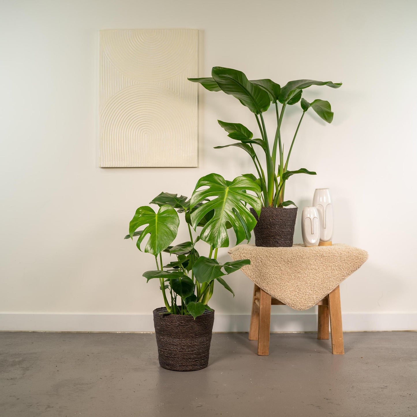 Strelitzia Nicolai - ↨85cm,Ø19cm - Monstera Deliciosa - ↨75cm,Ø21cm -