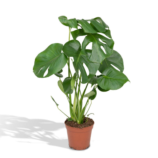 Monstera Deliciosa - Lochpflanze - 55cm - Ø17