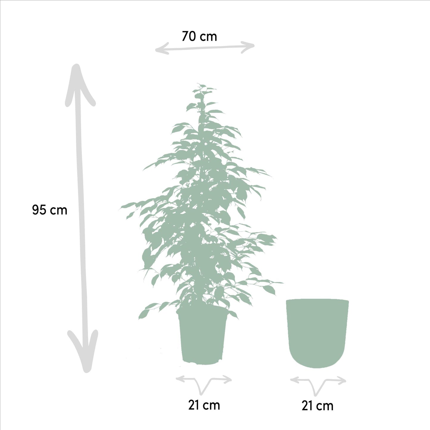 Ficus benjamina Goldenking + Pot Mayk Lead - ↨95cm - Ø21cm