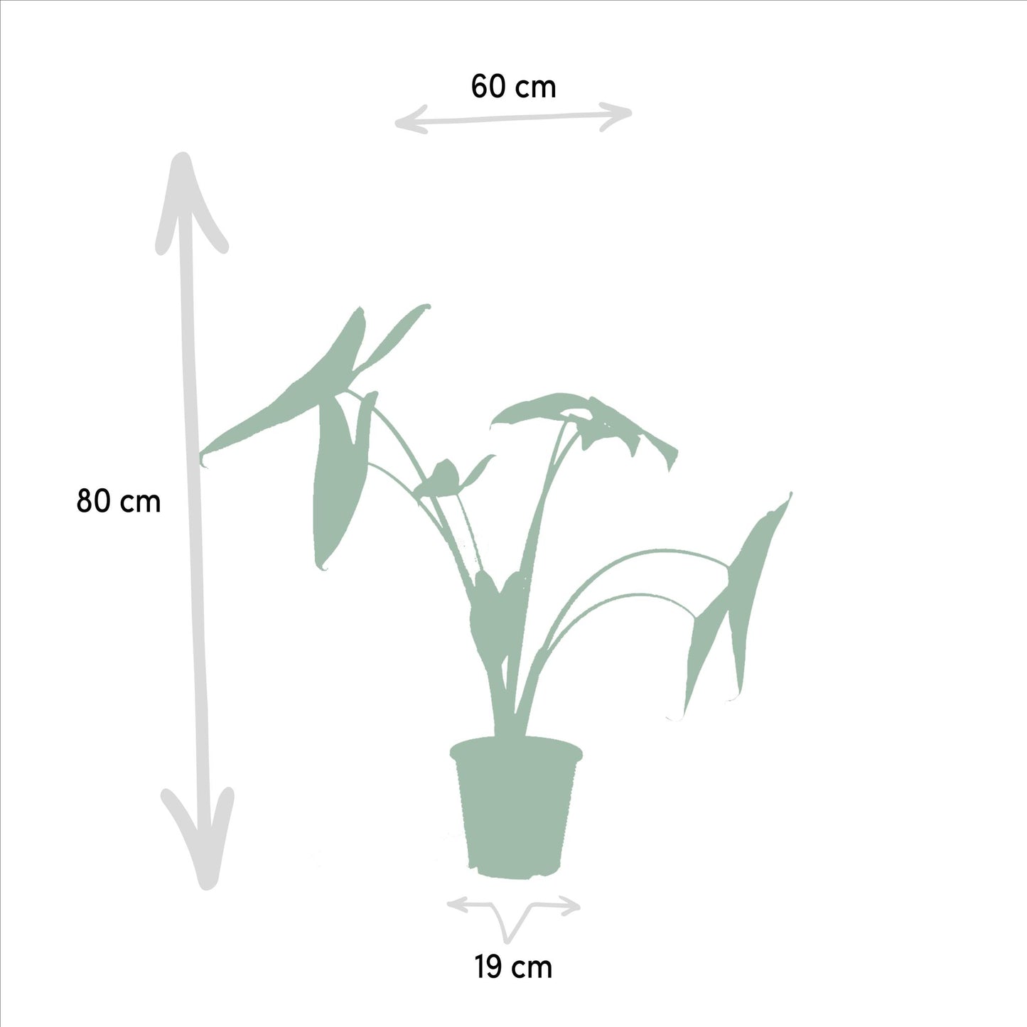 Monstera Deliciosa - ↨75cm,Ø21cm - Alocasia Zebrina - ↨75cm,Ø19cm - Strelitzia Nicolai - ↨85cm,Ø19cm
