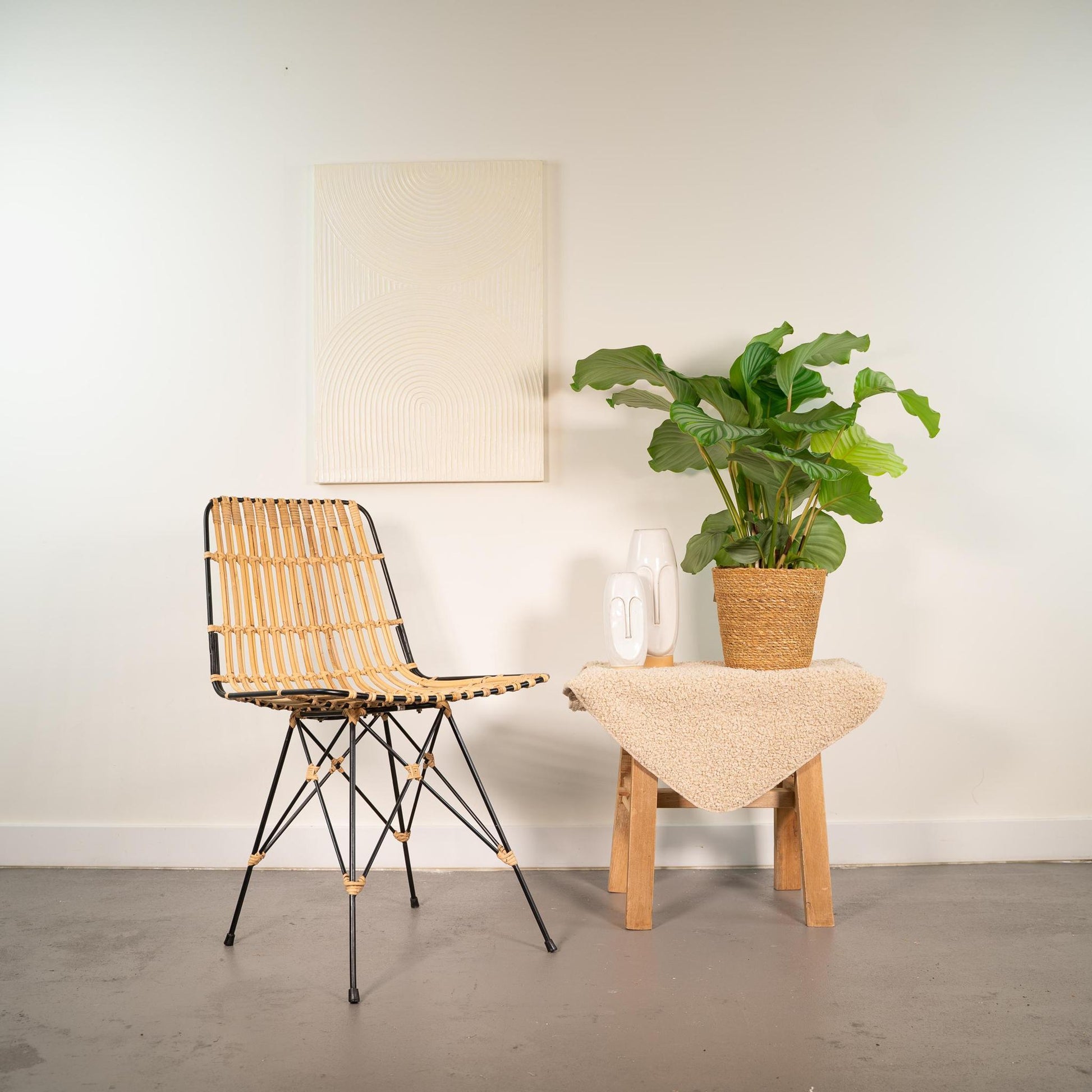Calathea Orbifolia mit Korb
