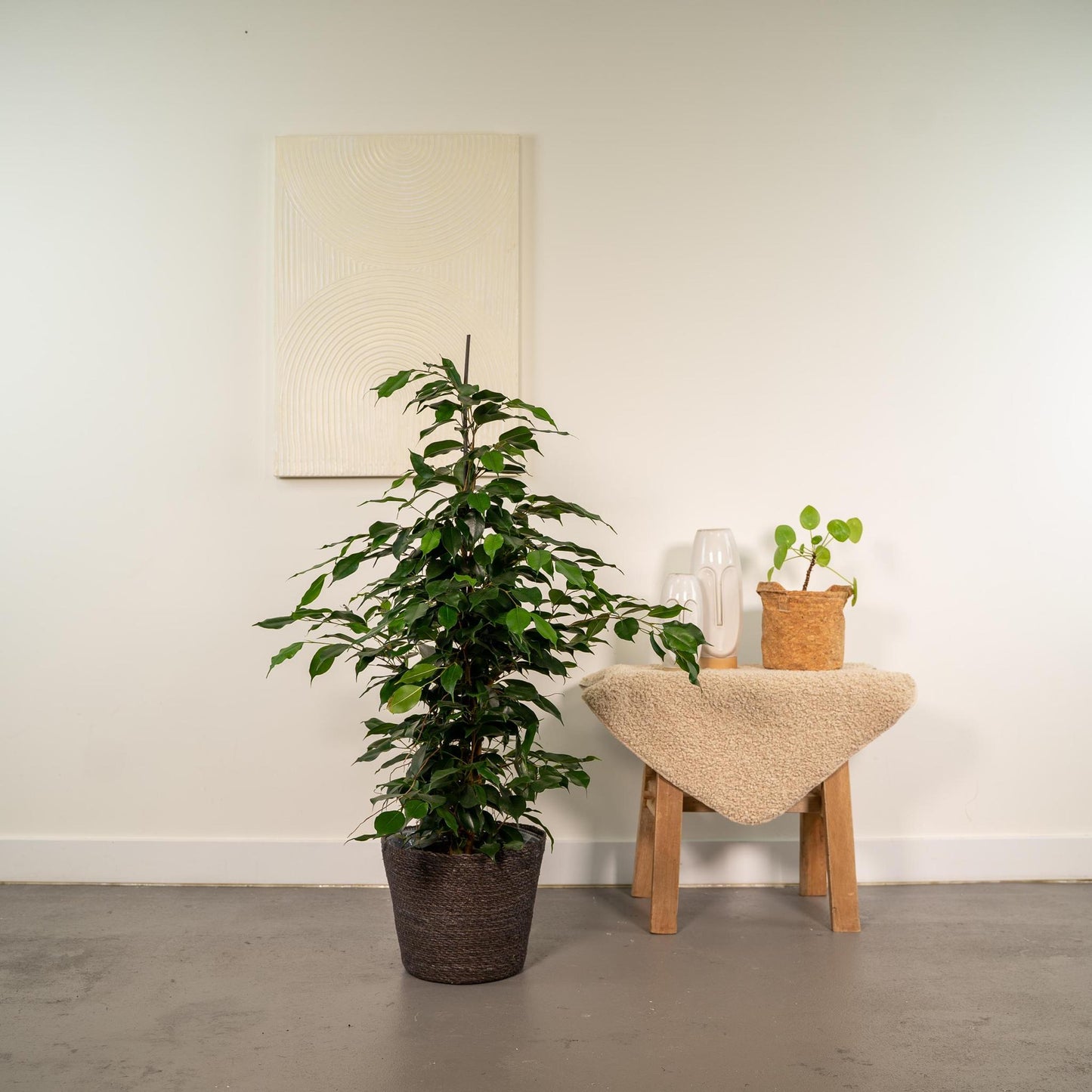Ficus benjamina Danielle + Korb Igmar - ↨95cm - Ø21cm