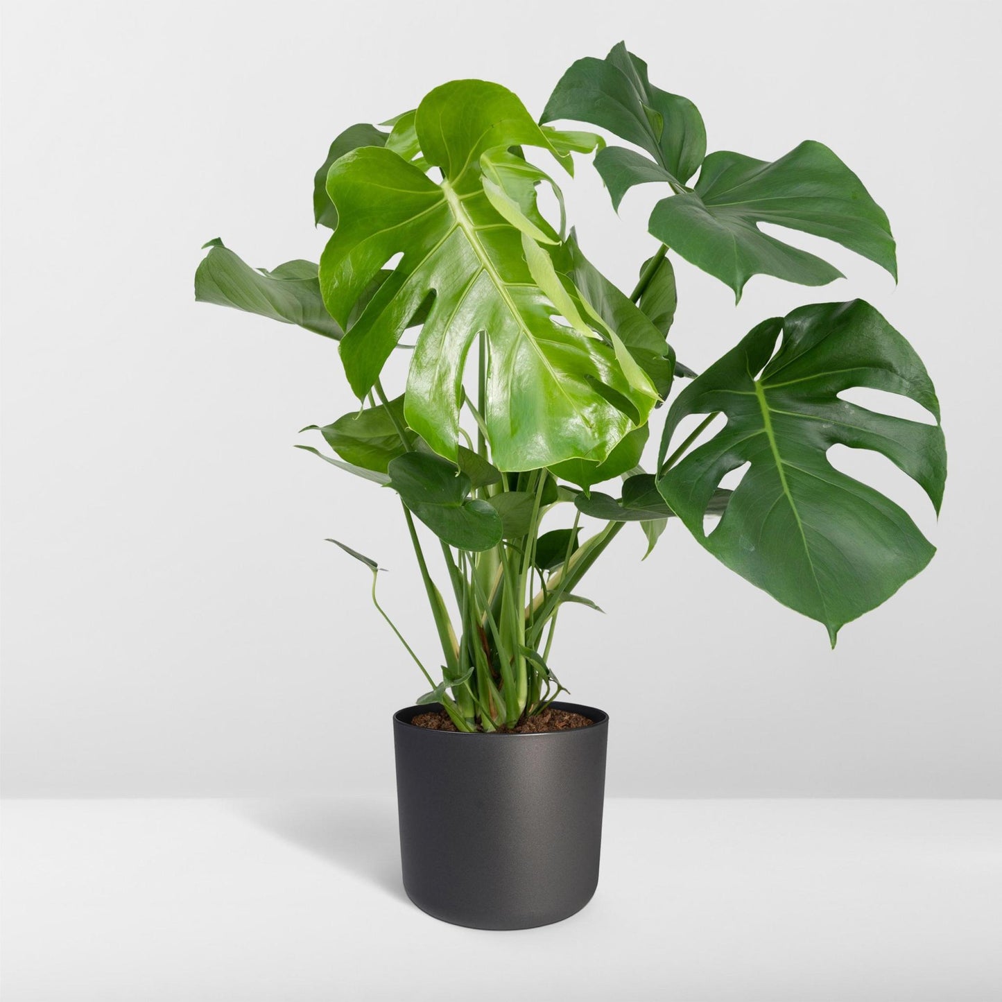 Monstera Deliciosa - Lochpflanze - 65cm - Ø21