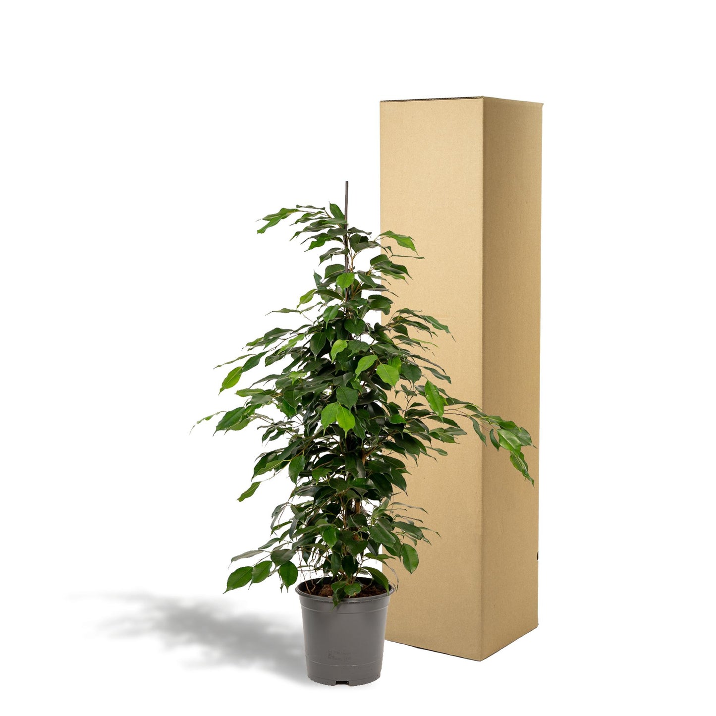 Ficus Benjamina Danielle - ↨95cm - Ø21cm