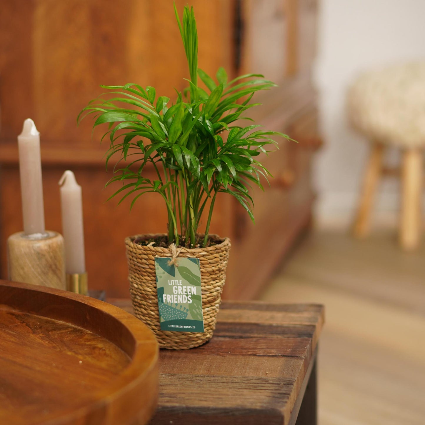 OUR FRIENDS | 4er Pflanzenpaket - Chamadorea Elegans, Coffea Arabica, , Monstera Deliciosa - 30 cm hoch - Kleine Kamerapflanze + Seegraskorb