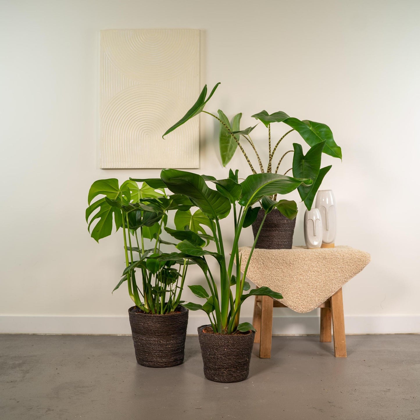 Monstera Deliciosa - ↨75cm,Ø21cm - Alocasia Zebrina - ↨75cm,Ø19cm - Strelitzia Nicolai - ↨85cm,Ø19cm