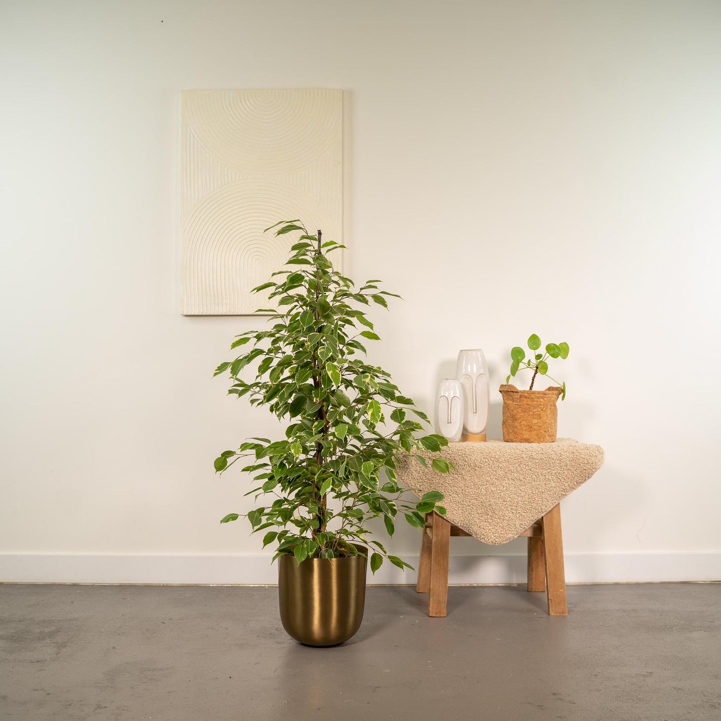 Ficus benjamina Goldenking - ↨95cm - Ø21cm