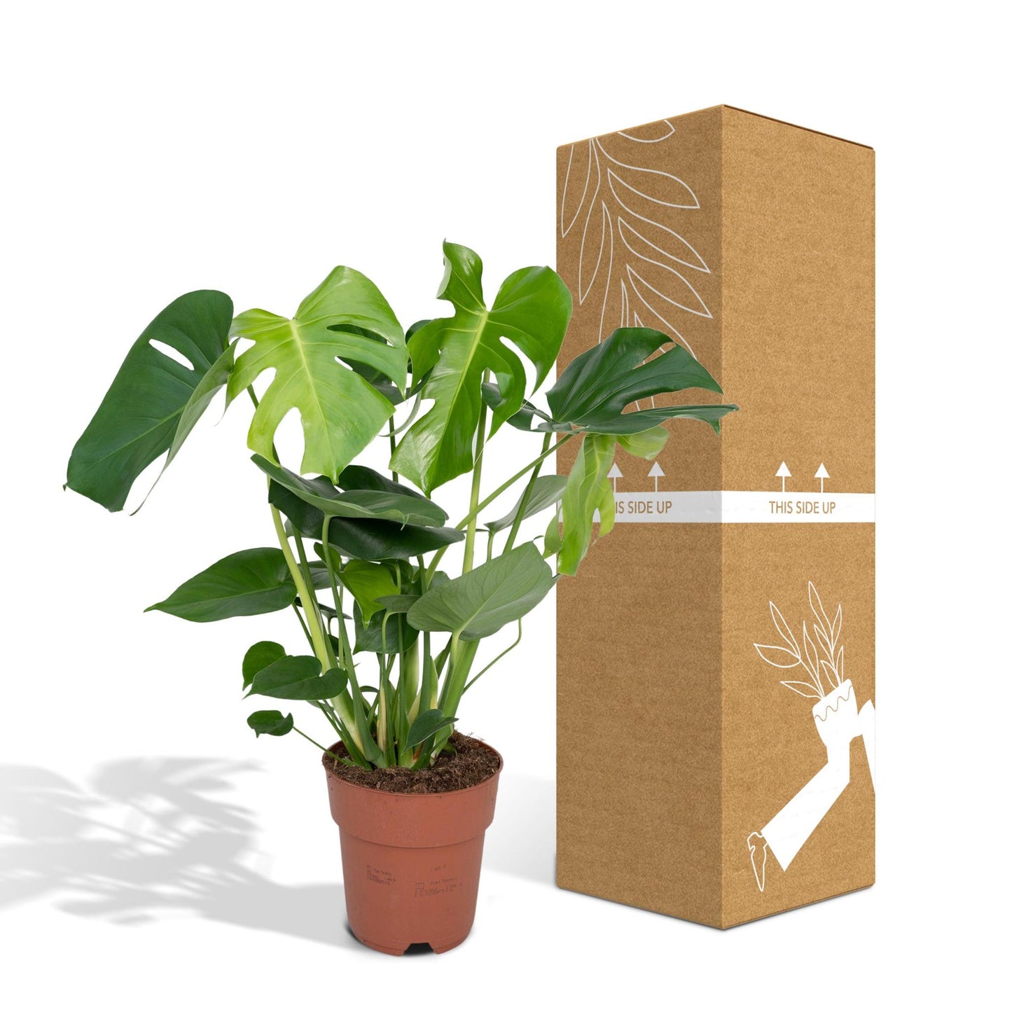 Monstera Deliciosa - Lochpflanze - 60cm - Ø19