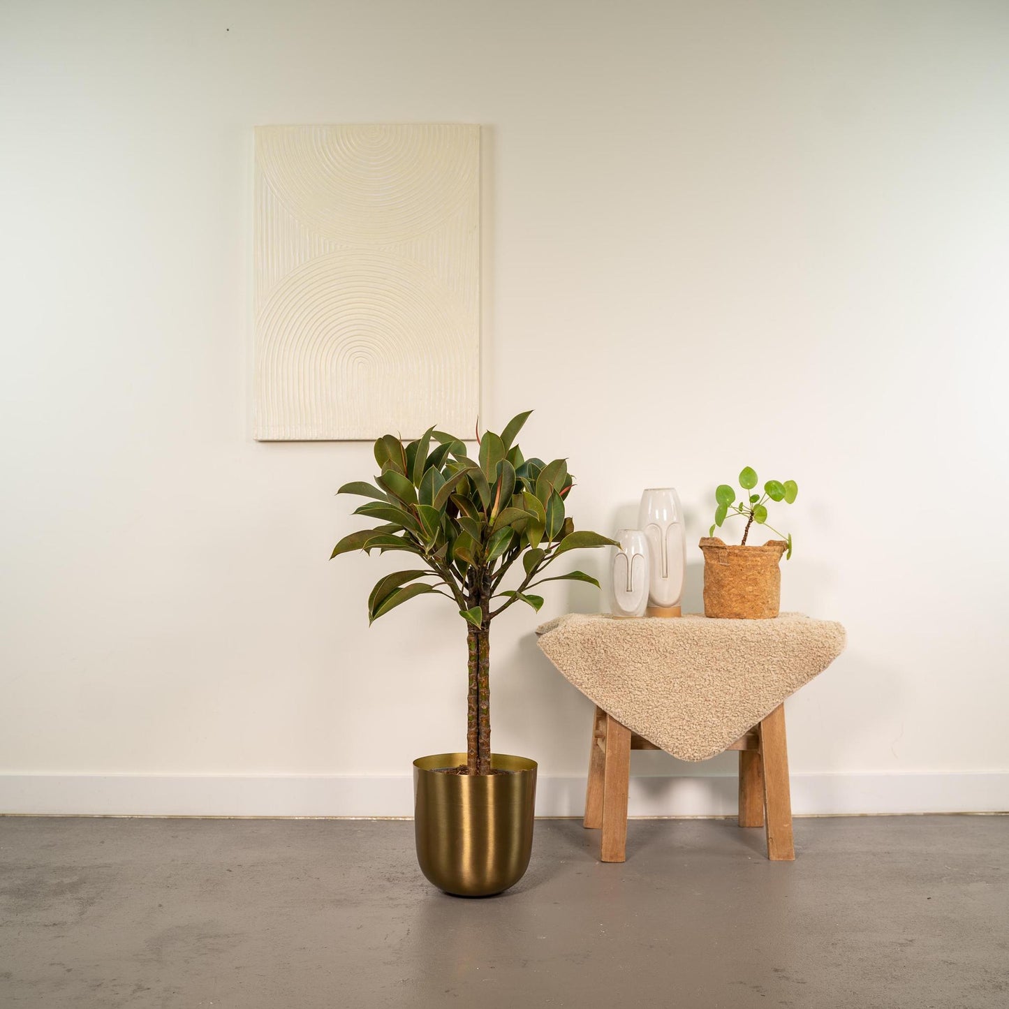 Ficus elastica Melany-Stamm - ↨90cm - Ø21cm