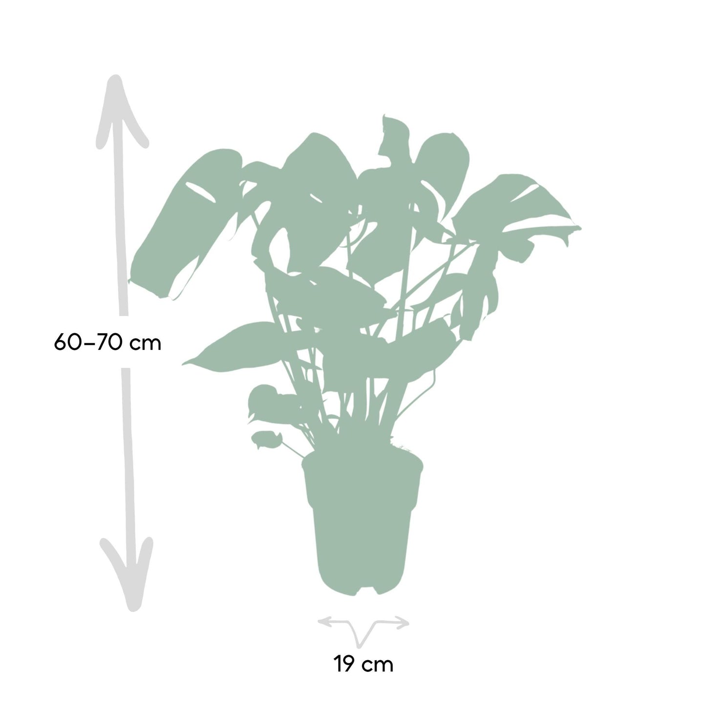 Monstera Deliciosa - Lochpflanze - 60cm - Ø19