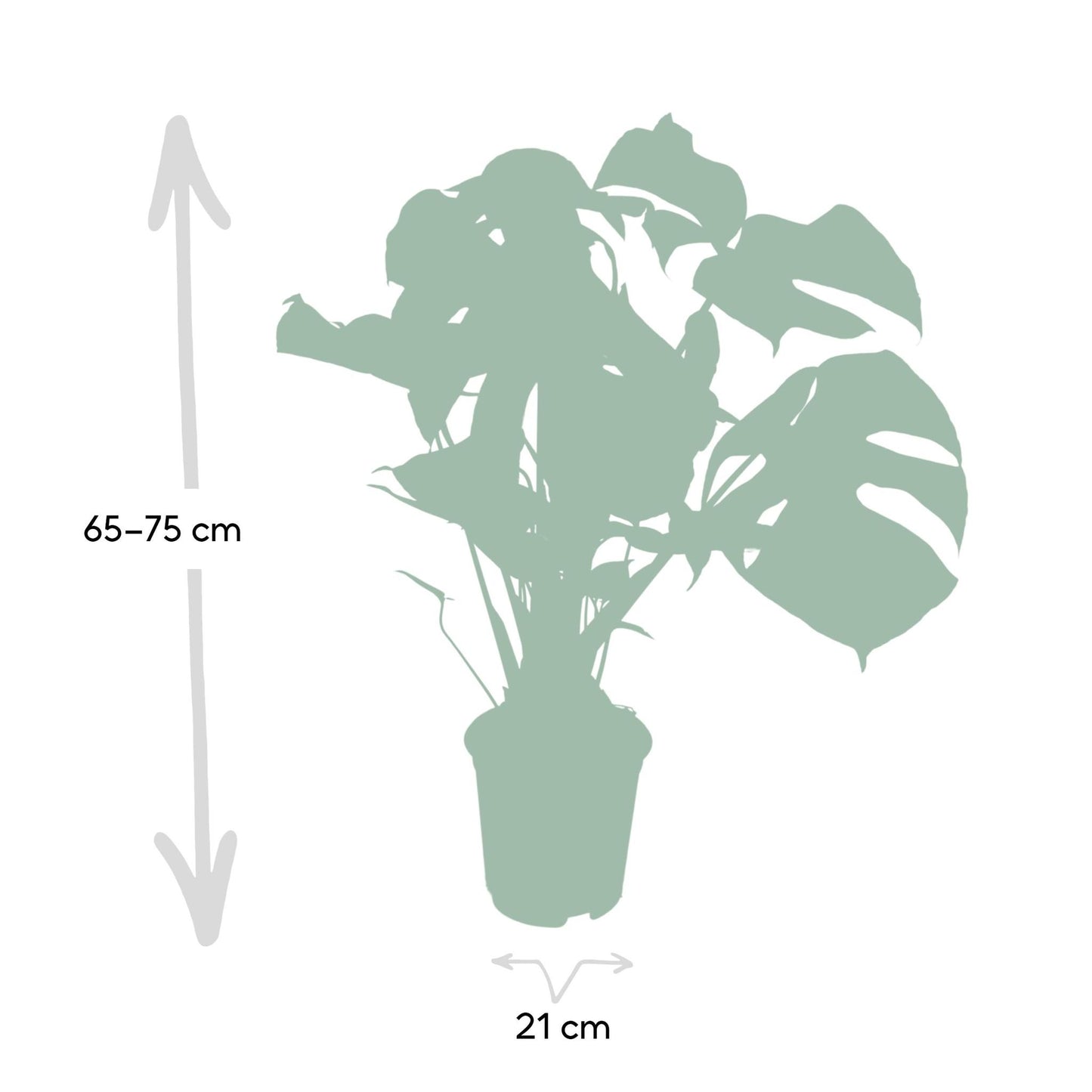 Monstera Deliciosa - Lochpflanze - 65cm - Ø21