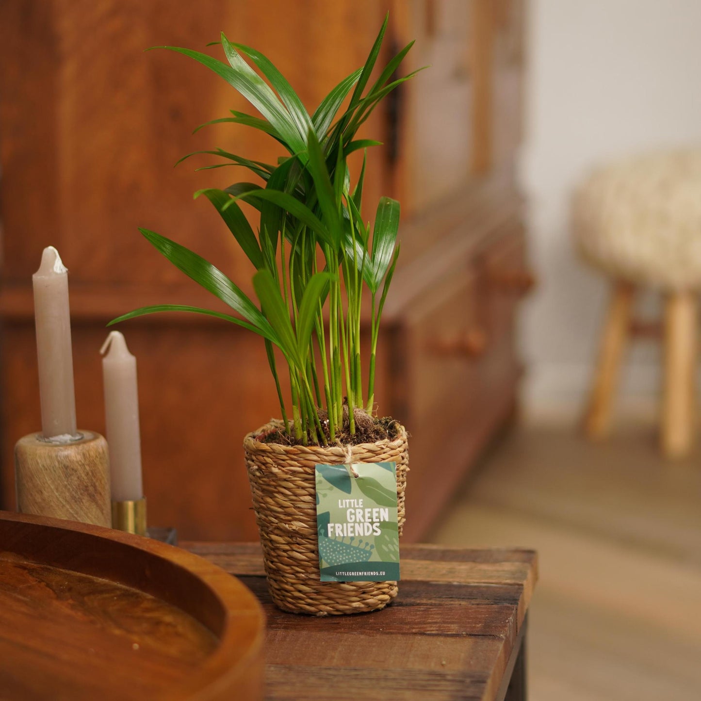 OUR FRIENDS | 4er Pflanzenpaket - Asparagus Plumosus, Schefflera Arboricola, , Areca Lutecens - 30 cm hoch - Kleine Kamerapflanze + Seegraskorb