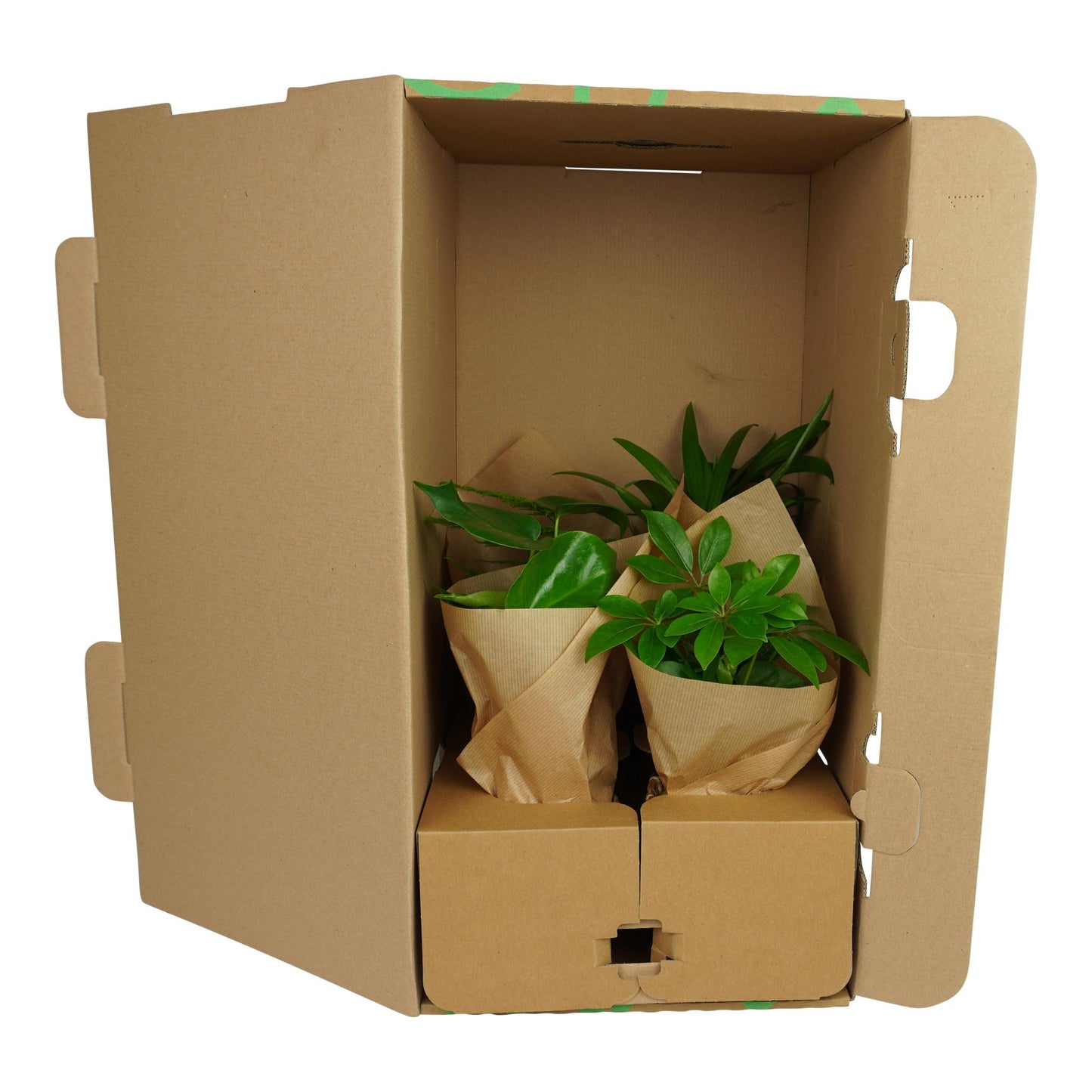 OUR FRIENDS | 4er Pflanzenpaket - Asparagus Plumosus, Schefflera Arboricola, , Areca Lutecens - 30 cm hoch - Kleine Kamerapflanze + Seegraskorb
