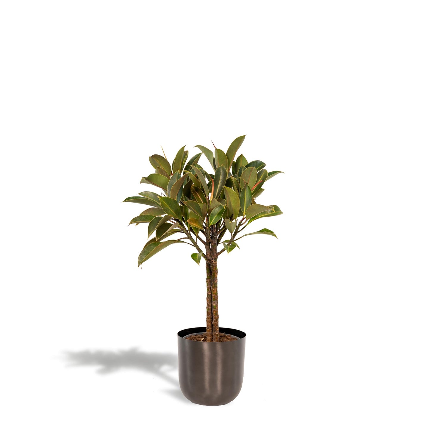 Ficus elastica Melany Stamm + Pot Mayk Lead - ↨90cm - Ø21cm