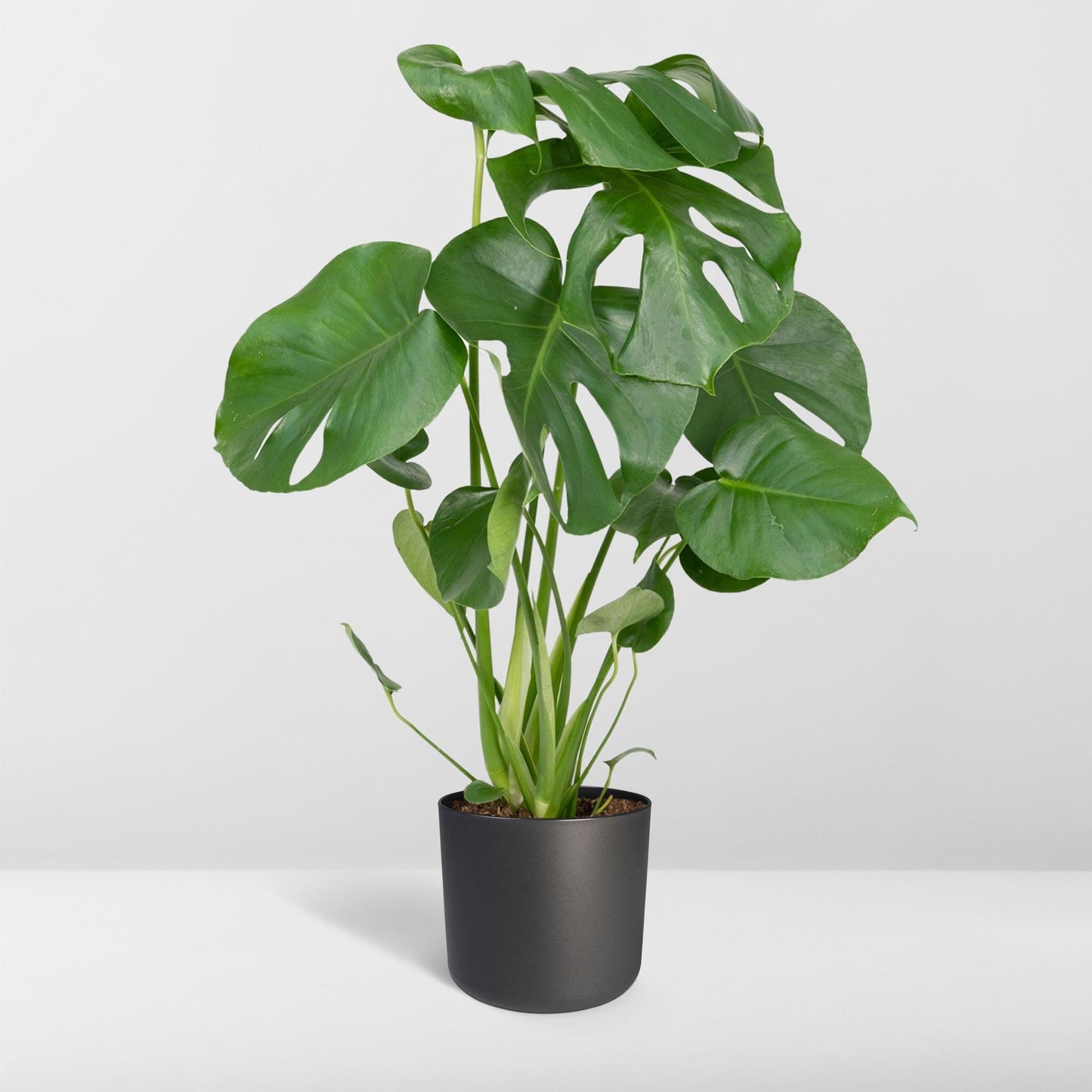 Monstera Deliciosa - Lochpflanze - 55cm - Ø17