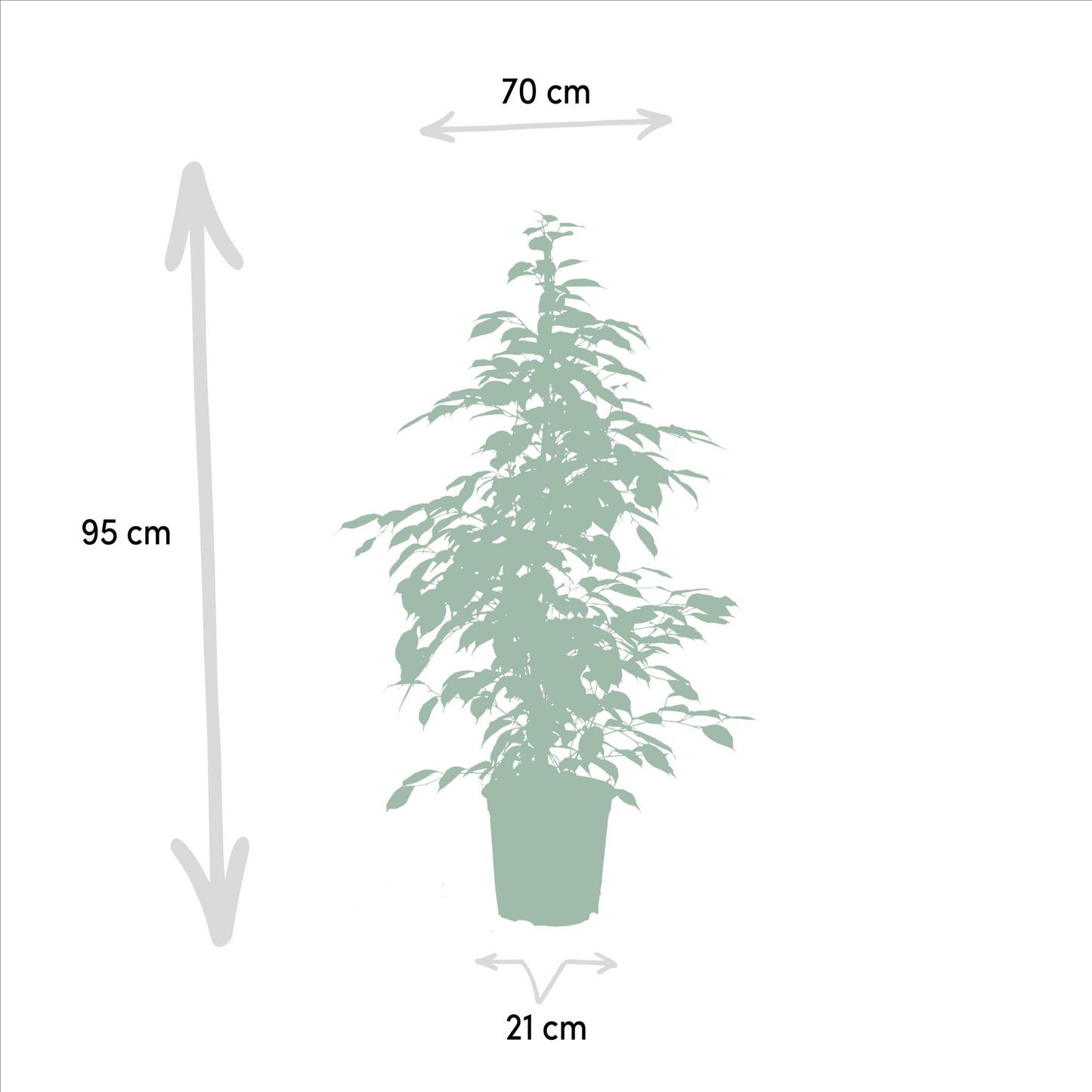 Ficus benjamina Goldenking - ↨95cm - Ø21cm