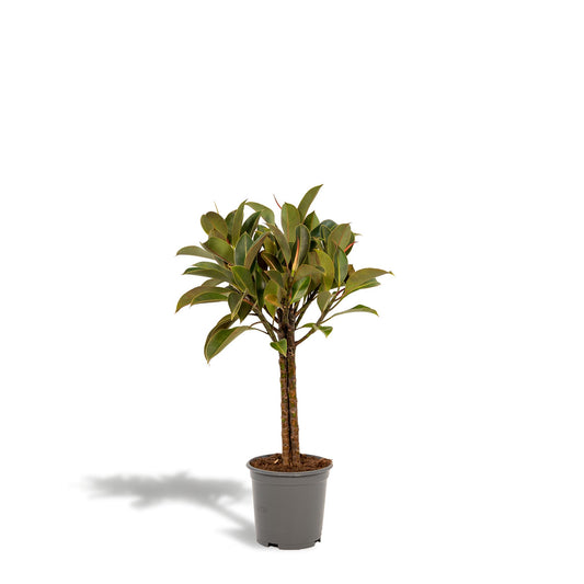 Ficus elastica Melany-Stamm - ↨90cm - Ø21cm