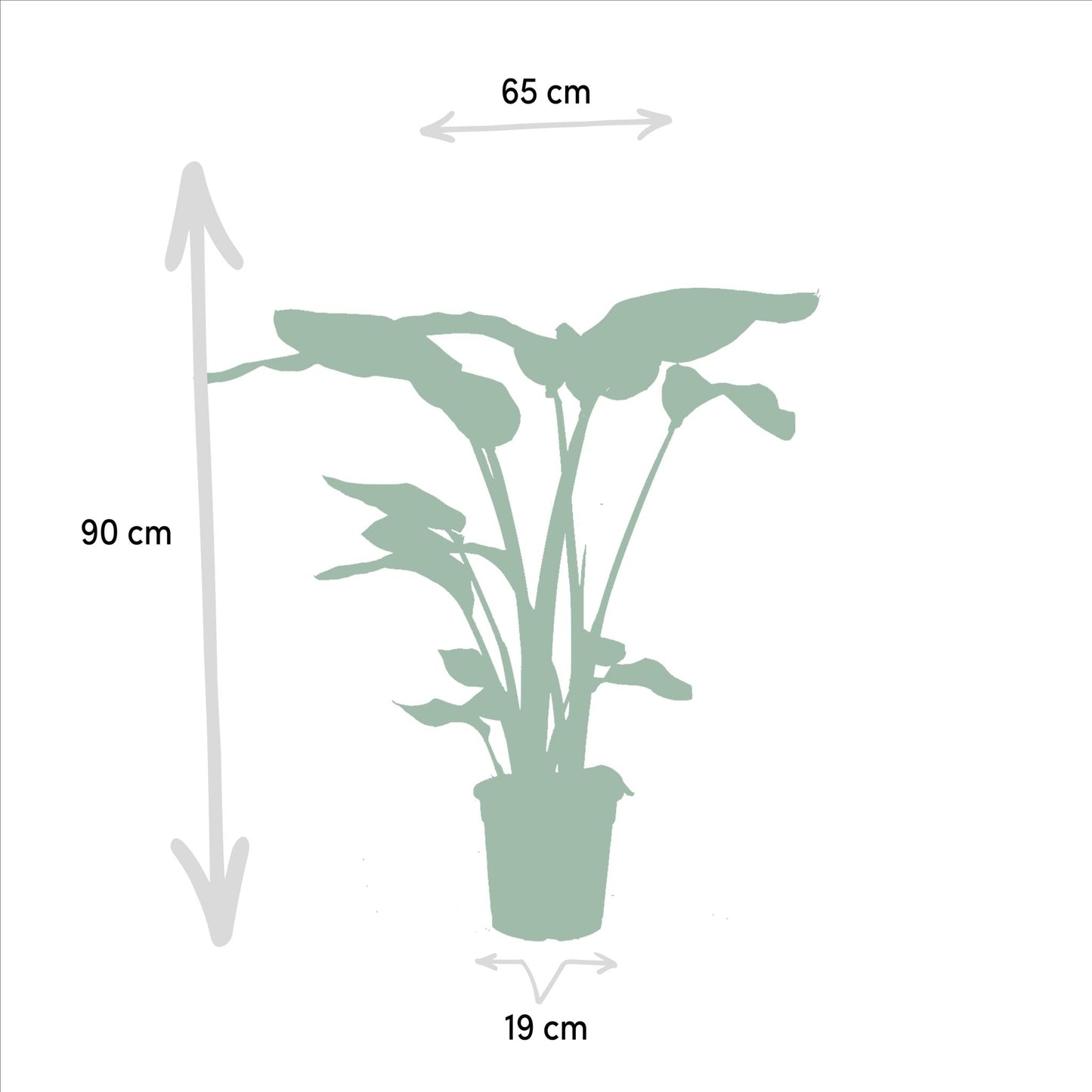 Monstera Deliciosa - ↨75cm,Ø21cm - Alocasia Zebrina - ↨75cm,Ø19cm - Strelitzia Nicolai - ↨85cm,Ø19cm