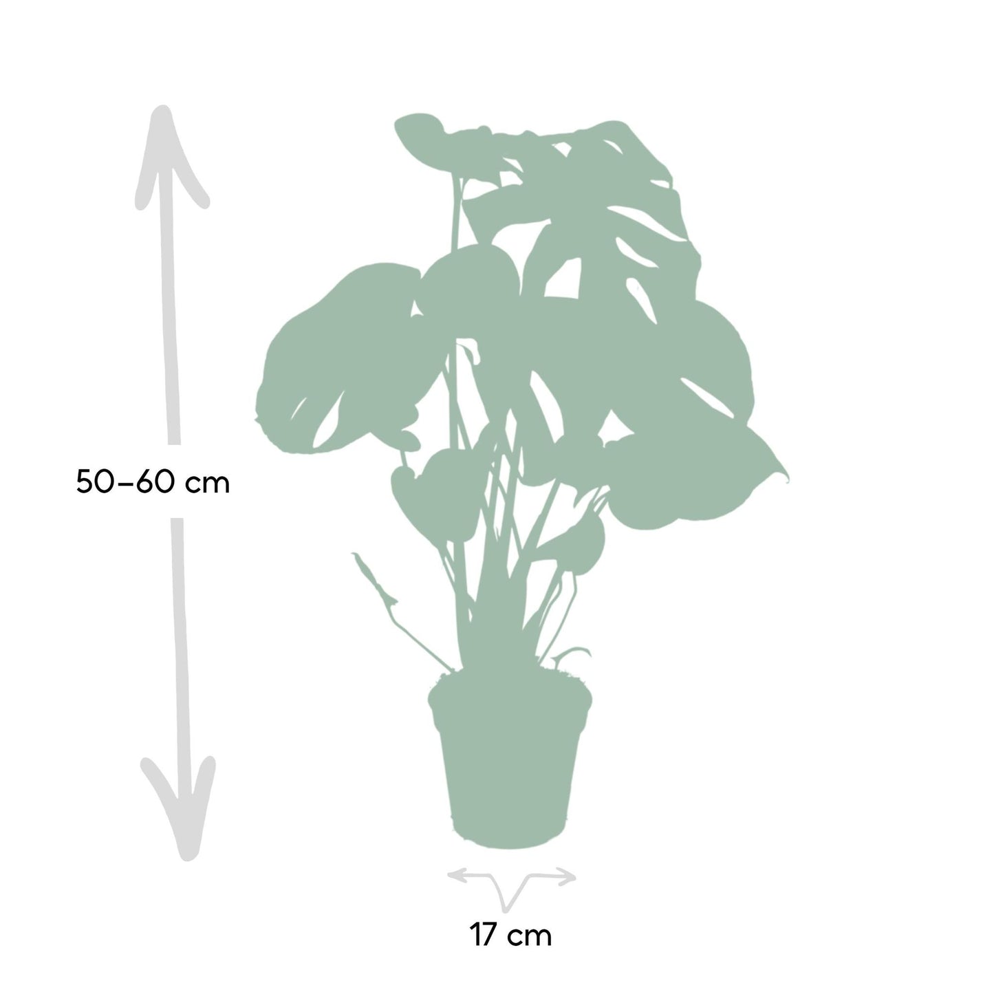 Monstera Deliciosa - Lochpflanze - 55cm - Ø17